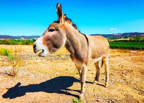 Brown Donkey walking alone in meadows with yellow grass, with copy space