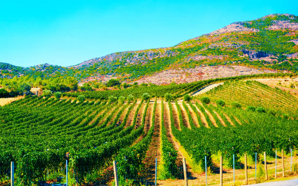 Empty road without cars in Sardinia Island with vineyards reflex Rural landscape. Beautiful vineyards and agricultural Scenery of Perdaxius, Carbonia-Iglesias. Panorama in South Sardinia island of Italy. Sardegna in summer. Cagliari province. Mixed media. sardinia vineyard stock pictures, royalty-free photos & images