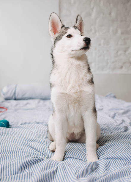istock Siberian Husky Puppy 1201296404
