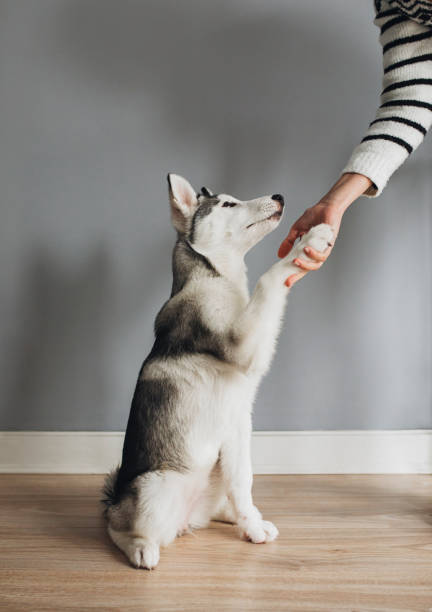 istock Cute Puppy Giving a Claw to his Owner 1201296478