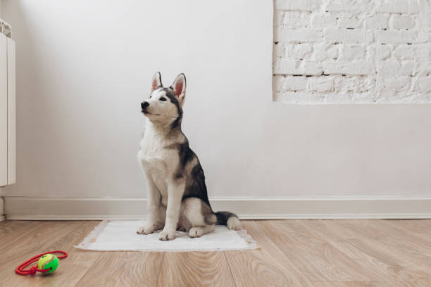 istock Siberian Husky Puppy 1201297060