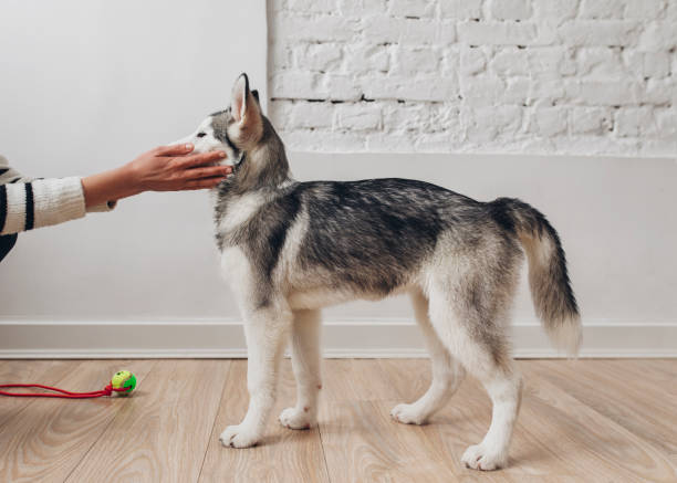 istock Dog and Owner Love 1201297099