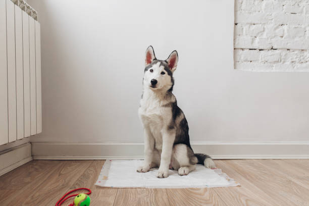 Siberian Husky Puppy