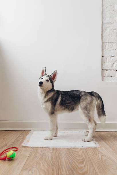istock Siberian Husky Puppy 1201297121