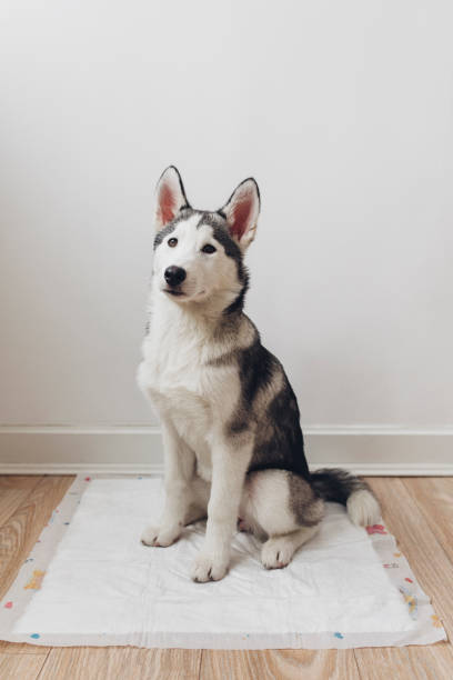 istock Siberian Husky Puppy 1201297152