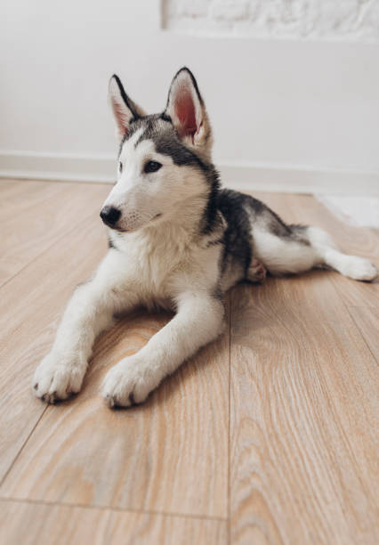 istock Cute Puppy Lying on the Floor 1201297163