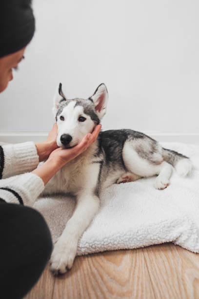 istock Owner Cuddling a Puppy 1201297219