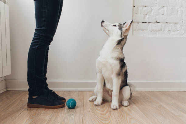 istock Smart Puppy Looking at Owner 1201297246