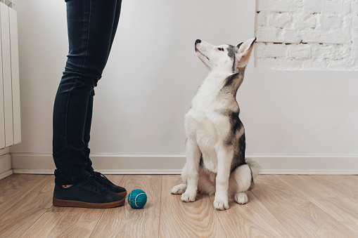 Cute Siberian Husky puppy sitting on the floor at home and looking at owner.