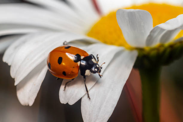 Ladybird beetle (Coccinella septempunctata) stock photo