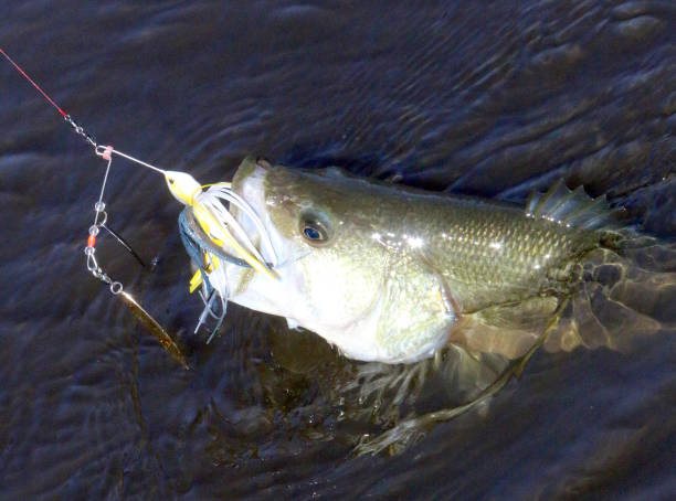 istock Largemouth Bass Being Caught 1201297660