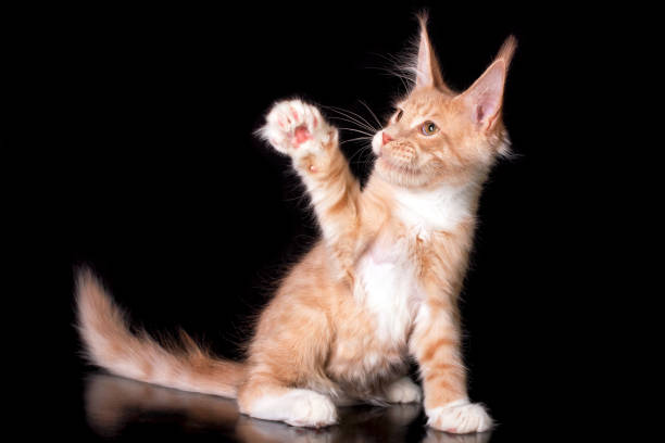 istock Adorable cute maine coon kitten on black background. 1201298100