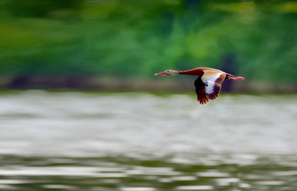 A Black-bellied Whistling-Duck flying over the merritt point state park in baltimore, md is a rare event and birdwatchers from a wide area came to watch it fly around
