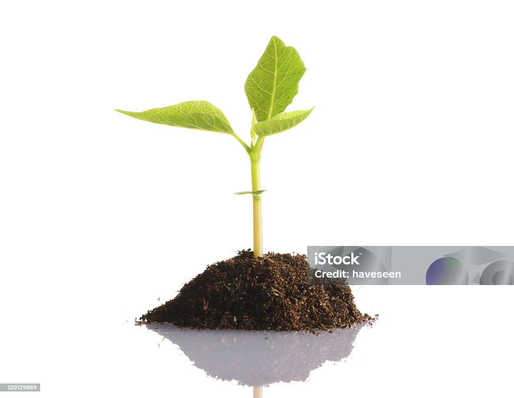 Planta broto jovem em um fundo branco - Foto de stock de Agricultura royalty-free