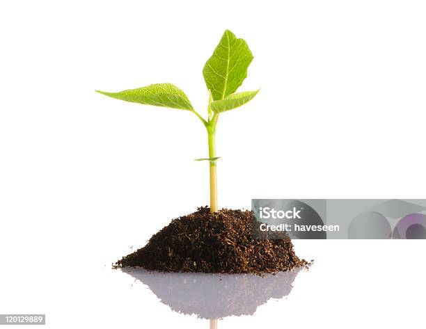 Foto de Planta Broto Jovem Em Um Fundo Branco e mais fotos de stock de Agricultura - Agricultura, Botânica - Assunto, Botão - Estágio de flora