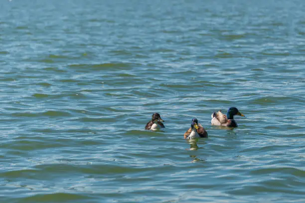 water birds shootings taken from inside the Mincio regional park, Mantua