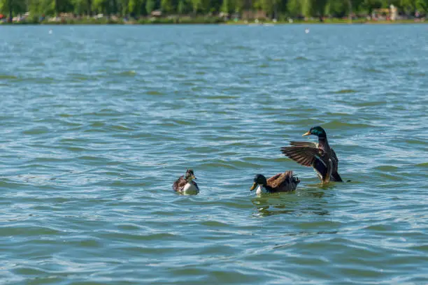 water birds shootings taken from inside the Mincio regional park, Mantua