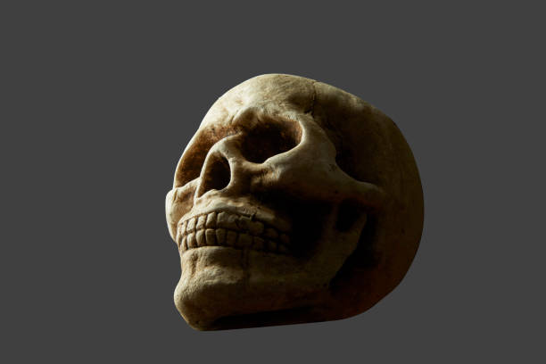 istock Fake Real Looking Human Skull 1201300315