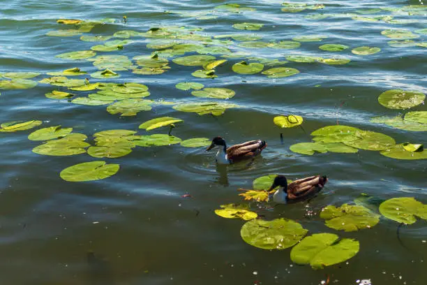 water birds shootings taken from inside the Mincio regional park, Mantua