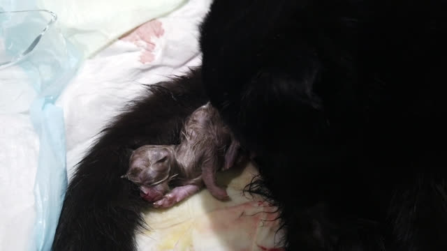 199 Animal Giving Birth Stock Videos and Royalty-Free Footage - iStock