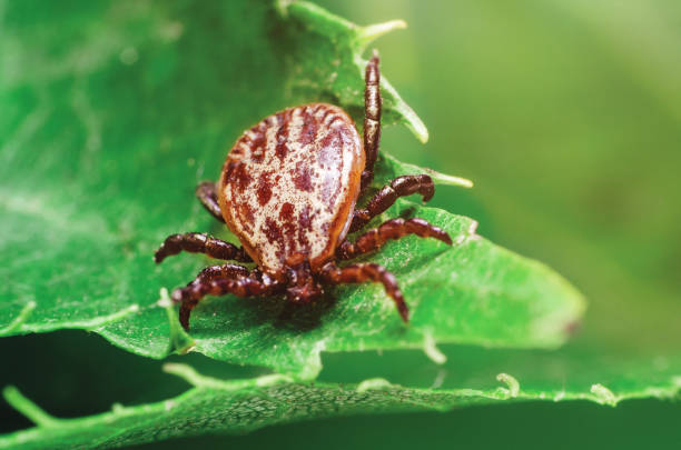 istock A dangerous parasite and infection carrier mite sitting on a green leaf 1201302248