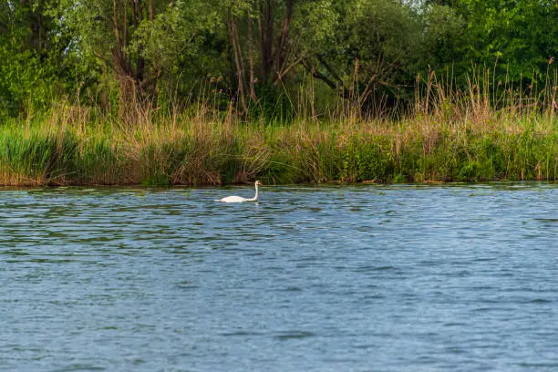 water birds shootings taken from inside the Mincio regional park, Mantua