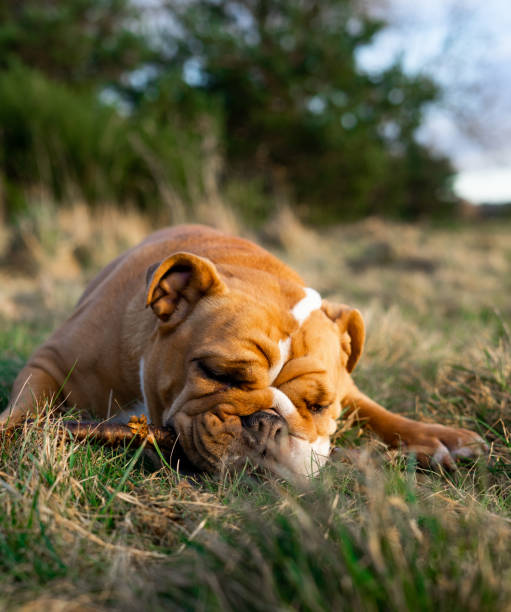 istock British Bulldog Chewing a Stick 1201303335