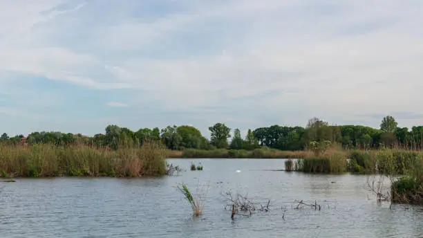 water birds shootings taken from inside the Mincio regional park, Mantua