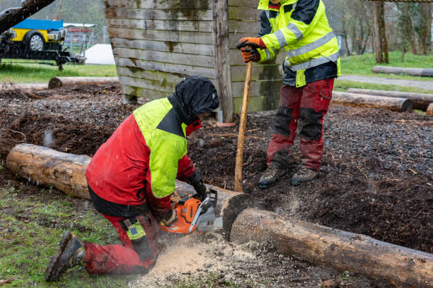 Loggers cutting tree trunk with chain saws in rainy day. stock photo