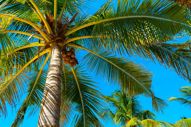 istock Coconut palm trees beautiful tropical background. Summer concept. 1201303943