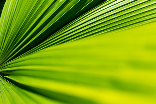 Striped of palm leaf. Abstract green texture. Floral pattern background.