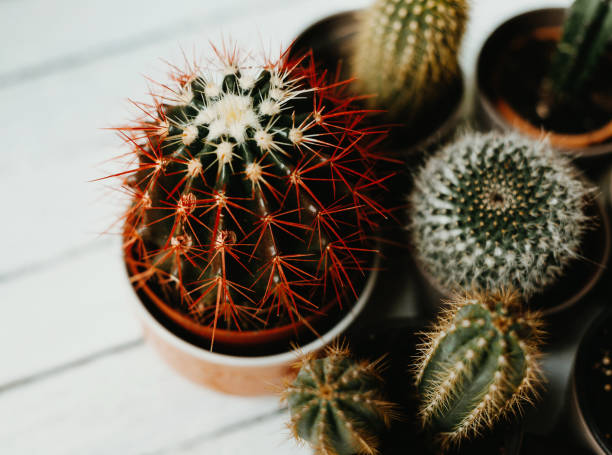 istock Awesome cactus or succulents in pots with sharp thorns 1201305326