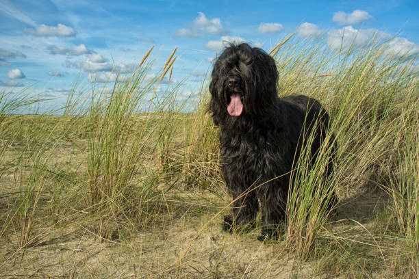 zwarte hond briard duinen - clear sky nobody blade of grass summer fotografías e imágenes de stock