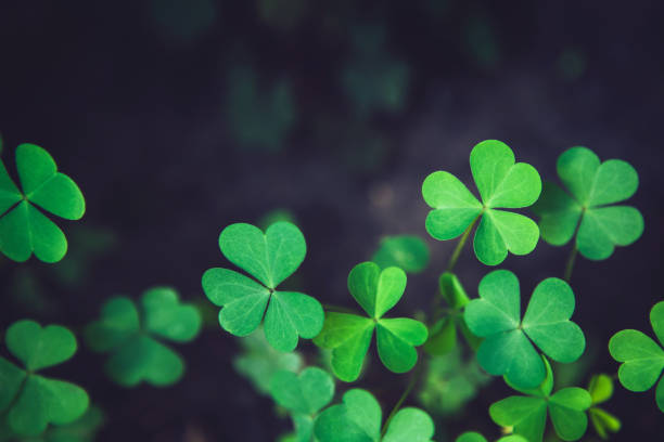 Close up of green fresh shamrock leaves on dark background Close up of green fresh bright shamrock leaves on blurred dark background. Rural nature view. Spring Holiday floral backdrop. Spring St. Patrick's Day Clovers background. Open composition. Copy space. st. patricks day photos stock pictures, royalty-free photos & images
