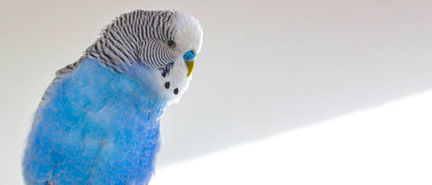 The head of a blue wavy parrot, on a white background. Blue wavy parrot, with blue nose, male, on a white background. Pet. echo parakeet stock pictures, royalty-free photos & images