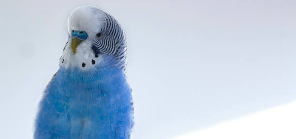 The head of a blue wavy parrot, on a white background. Blue wavy parrot, with blue nose, male, on a white background. Pet. echo parakeet stock pictures, royalty-free photos & images