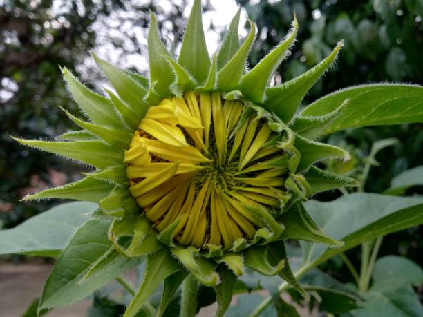 istock Yellow sunflowers in the garden 1201308838