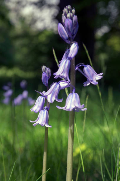 istock Scilla hispanica bell shaped bulbous late spring flower in bloom 1201309694