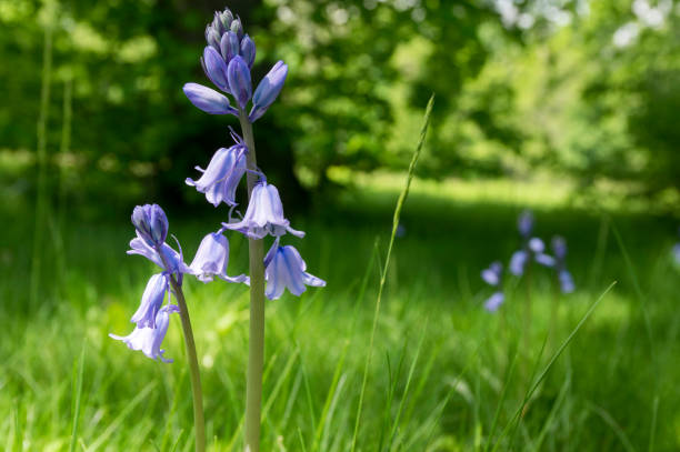 Scilla hispanica bell shaped bulbous late spring flower in bloom