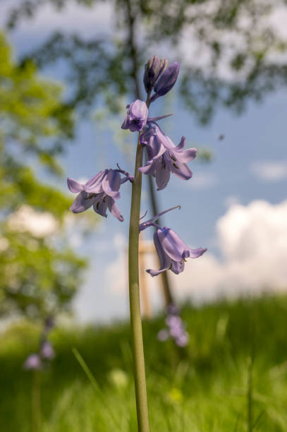 istock Scilla hispanica bell shaped bulbous late spring flower in bloom 1201309707