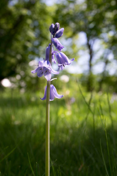 istock Scilla hispanica bell shaped bulbous late spring flower in bloom 1201309712