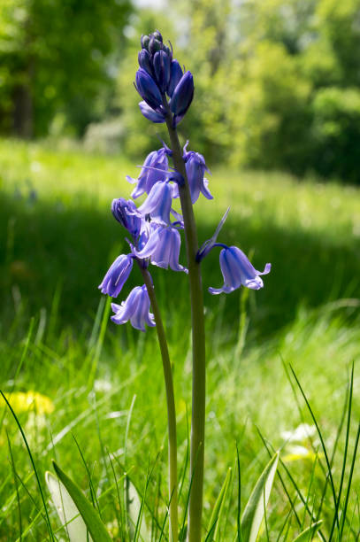 istock Scilla hispanica bell shaped bulbous late spring flower in bloom 1201309742