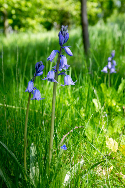 istock Scilla hispanica bell shaped bulbous late spring flower in bloom 1201309760