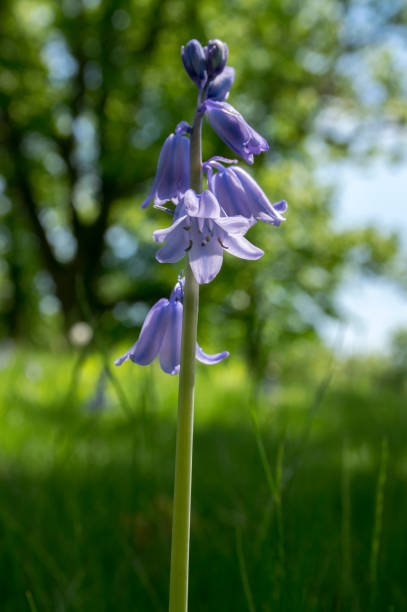 istock Scilla hispanica bell shaped bulbous late spring flower in bloom 1201309832
