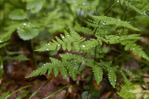 Fresh green fern leaves with raindrops, dew on the background of other green wet leaves. Gloomy gray rainy day