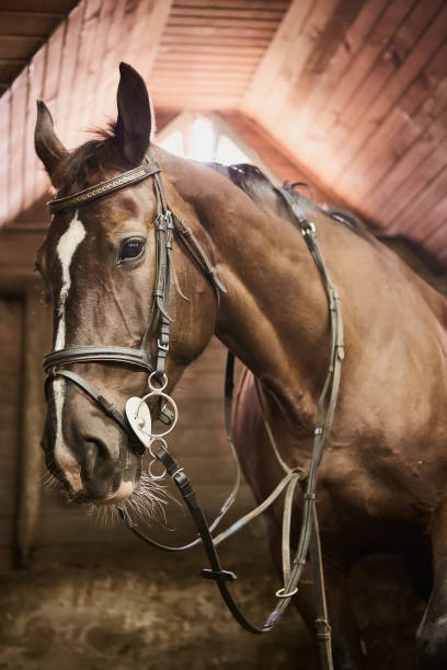 istock Horse with saddle looking out from his stable 1201309947
