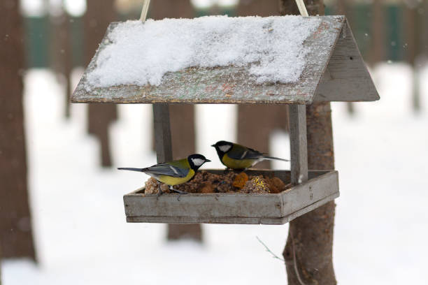 istock Titmouse and feeder in the winter park. Bird 1201309996