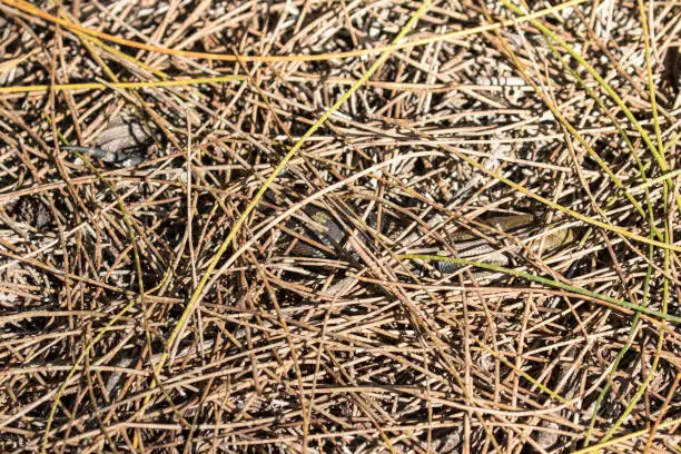 Eastern Blue-tongue Lizard camouflaged beneath Casuarina leaves