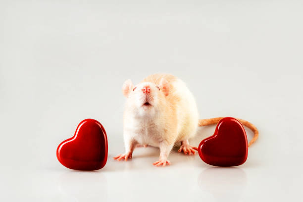 A Light Beige Rat Sitting With Two Heart The Concept Of Valentines