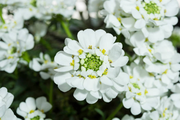 イベリス・センペルビレンの白い花 - evergreen candytuft ストックフォトと画像